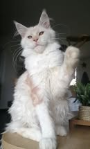 Misterandmisses Tulsa