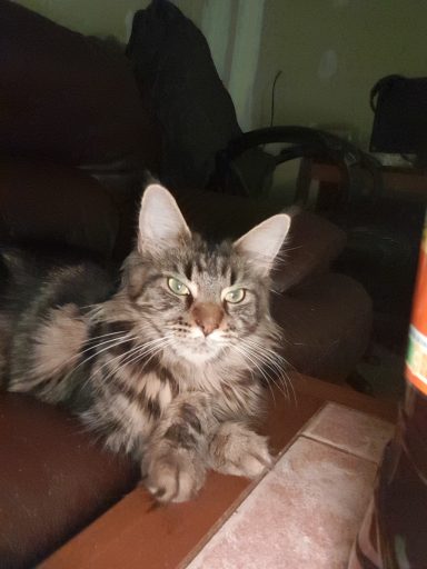 Tropic Sunrise's Taza alias Tara