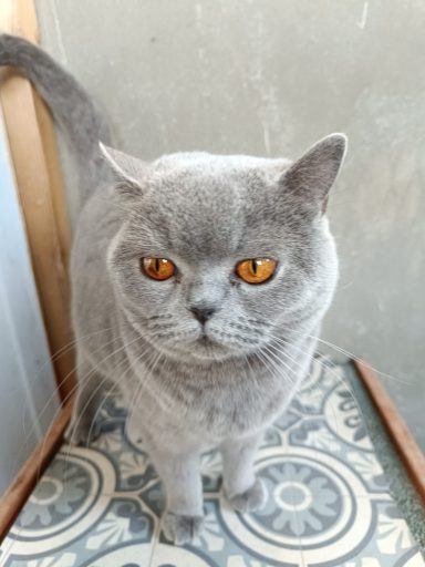 Une étoile de la Ladybird