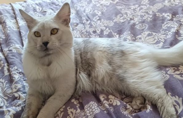 Warrior de l'Atlanticoon's