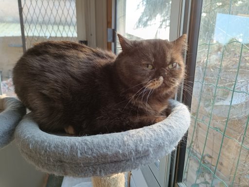 Tropic Sunrise's Tessie