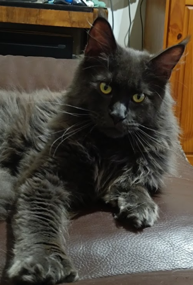 Unik Angel PP Royal coon witch